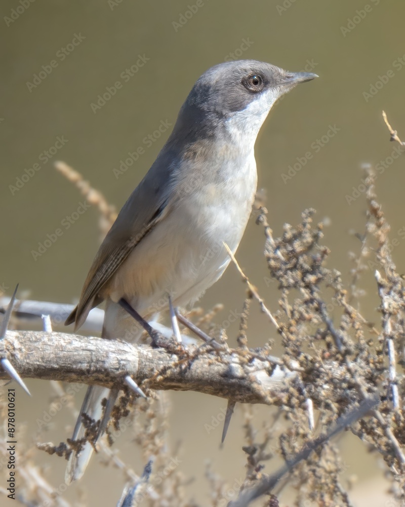 Lesser Whitethroat (Curruca curruca).
Small warbler, grayish-brown, white. Dark mask around eye, fast, rattling song. Scrublands, woodlands, gardens. Eats Insects, berries. Migratory, secretive. Lesser Whitethroat (Curruca curruca).
Small warbler, grayish-brown, white. Dark mask around eye, fast, rattling song. Scrublands, woodlands, gardens. Eats Insects, berries. Migratory, secretive.