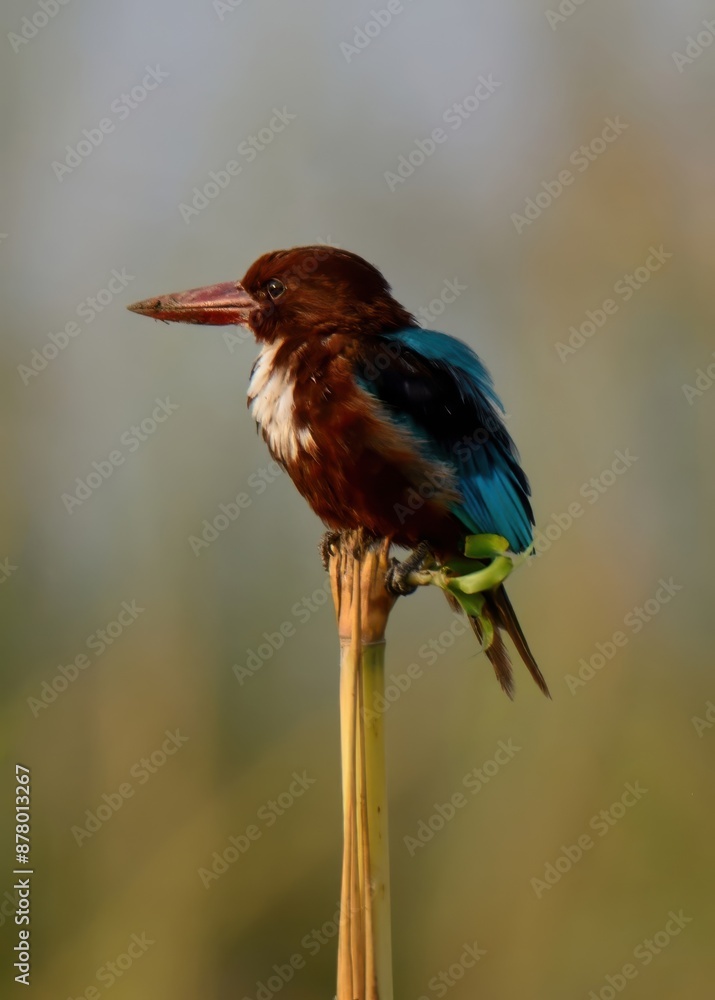 White-throated Kingfisher (Halcyon smyrnensis) perched upon a branch in a wetland of Indus River in Pakistan with green smooth background. White-throated Kingfisher (Halcyon smyrnensis) perched upon a branch in a wetland of Indus River in Pakistan with green smooth background.