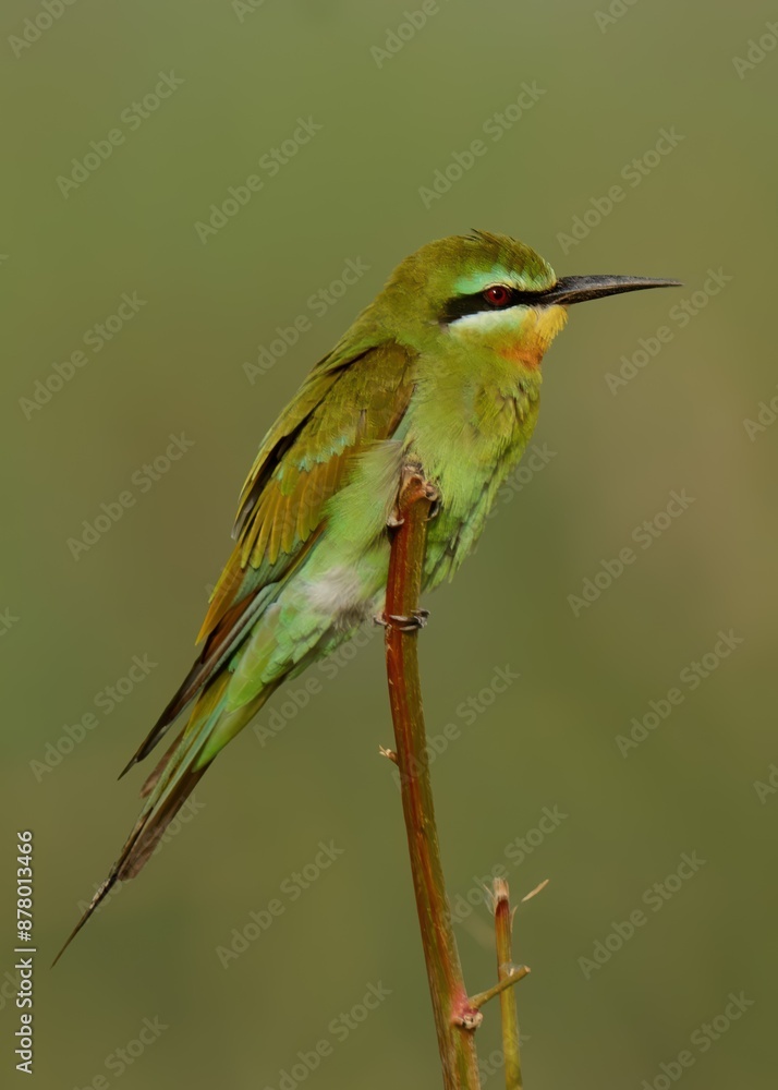 Blue-cheeked Bee-eater (Merops persicus).
Summer visitor to Pakistan! Dazzling acrobat. Catches insects in flashy mid-air dives.
Blue-cheeked Bee-eater (Merops persicus).
Summer visitor to Pakistan! Dazzling acrobat. Catches insects in flashy mid-air dives.