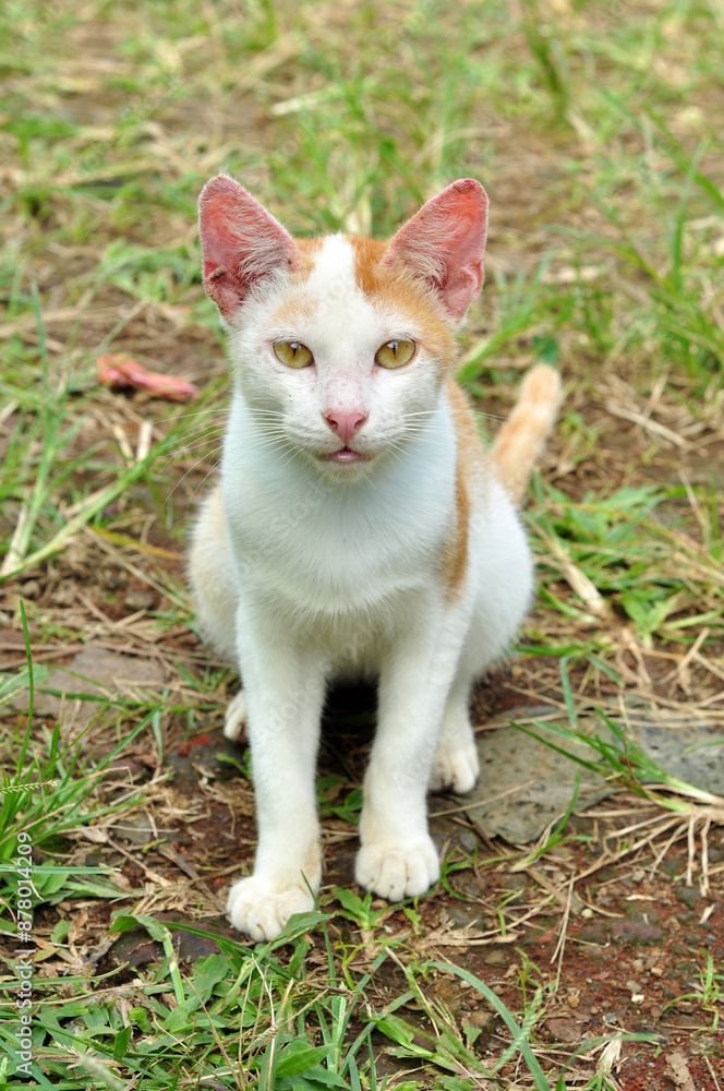 Close-up of a white and yellow domestic cat Close-up of a white and yellow domestic cat