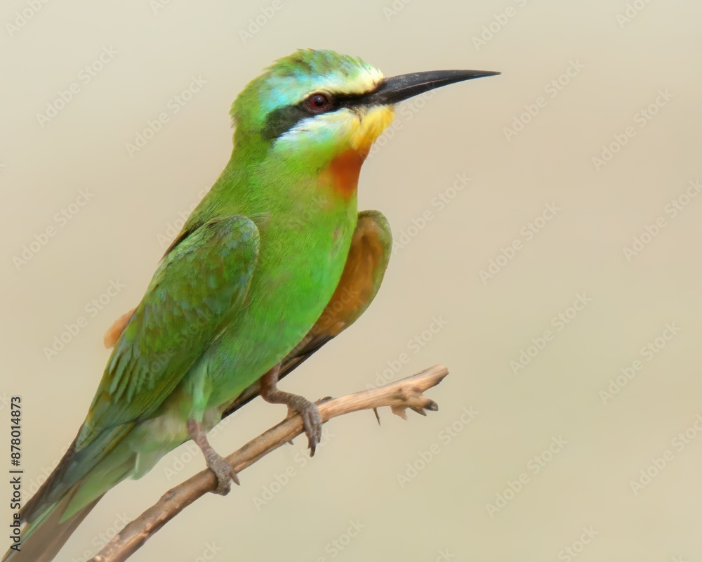 Obraz premium Blue-cheeked Bee-eater (Merops persicus).Summer visitor to Pakistan! Dazzling acrobat. Catches insects in flashy mid-air dives. 
