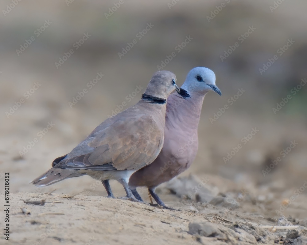 Red Collared Dove or Red Turtle Dove (Streptopelia tranquebarica) male, female.
Reddish-brown, black collar. Agricultural areas. Feeds on seeds and grains. Summer breeder to plains of Pakistan. Red Collared Dove or Red Turtle Dove (Streptopelia tranquebarica) male, female.
Reddish-brown, black collar. Agricultural areas. Feeds on seeds and grains. Summer breeder to plains of Pakistan.