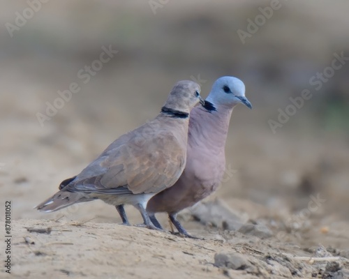 Red Collared Dove or Red Turtle Dove (Streptopelia tranquebarica) male, female.Reddish-brown, black collar. Agricultural areas. Feeds on seeds and grains. Summer breeder to plains of Pakistan.