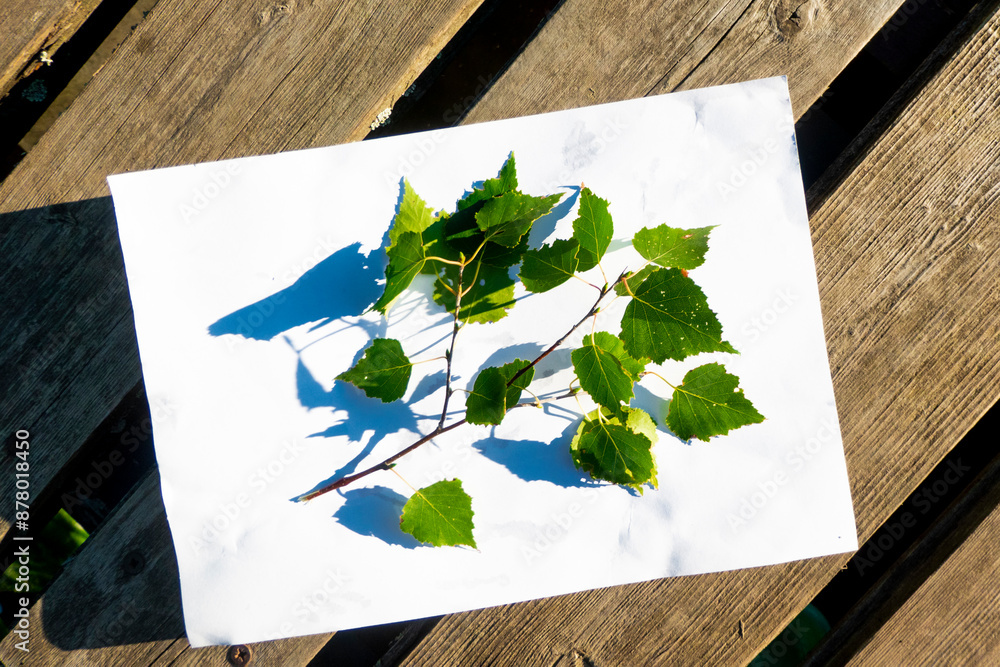 spring twig birch with green leaves on a white background. High quality photo