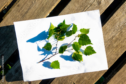 Obraz na płótnie spring twig birch with green leaves on a white background. High quality photo w salonie