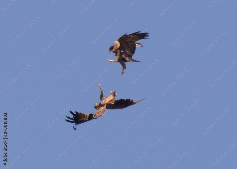 Fototapeta premium Territorial fight between Greater Spotted Eagle (Clanga clanga) and Indian Spotted Eagle (Clanga hastata) high in the air a wetland of Indus River in Pakistan.
