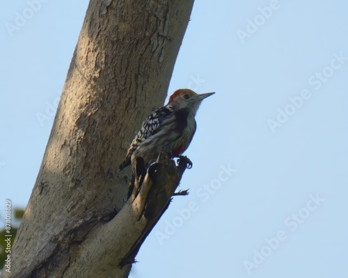 Yellow-crowned Woodpecker (Leiopicus mahrattensis).

Bold climber with black & white body. Drills for insects with strong bill. photo