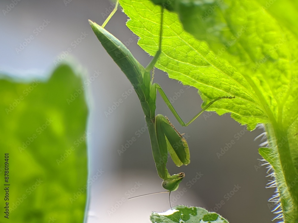 Naklejka premium praying mantis under ageratum conyzoides leaves with blur background