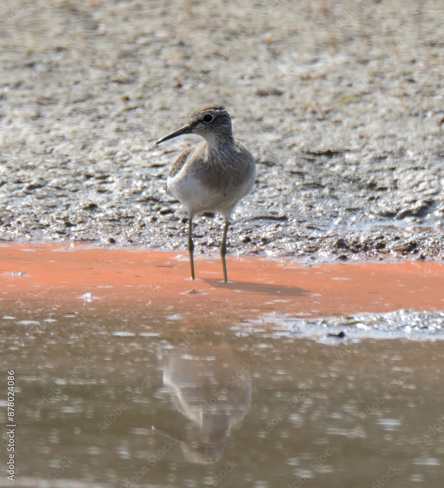 Green Sandpiper (Tringa ochropus) in cultivated fields of Pakistan. Small, highly migratory wader. Doesn't have a colorful breeding plumage which many other shorebirds have. Plain looking. Green Sandpiper (Tringa ochropus) in cultivated fields of Pakistan. Small, highly migratory wader. Doesn't have a colorful breeding plumage which many other shorebirds have. Plain looking.