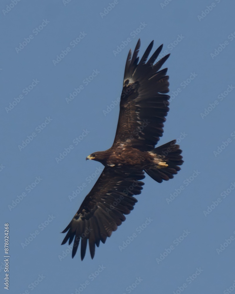 Fototapeta premium Greater Spotted Eagle (Clanga clanga) in flight over the Indus River.Listed as “Vulnerable” on the IUCN Red List of Threatened Species.A migrant/winter visitor to Pakistan. Usually around wetlands. 