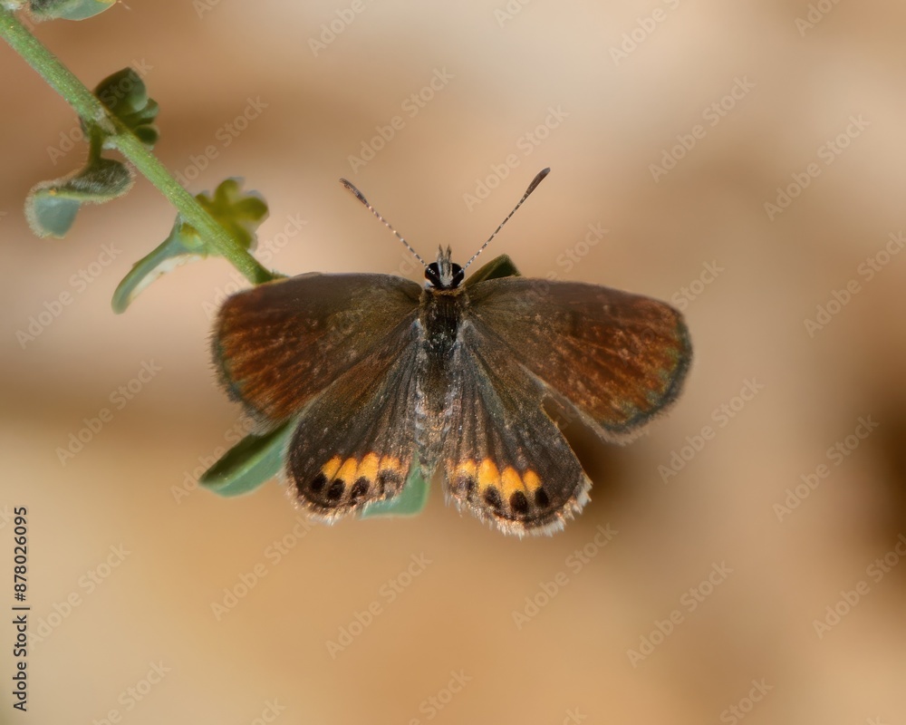 Obraz premium Grass Jewel or African Grass Jewel (Freyeria trochylus) in a barren hilly region of Pakistan.Found from Africa to Asia. A tiny butterfly. I have only photographed it a few times in Pakistan.