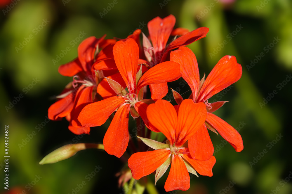 Red geraniums in the garden. Red geraniums in the garden.