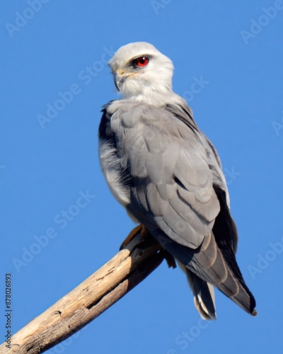 Black-winged Kite (Elanus caeruleus). 

Graceful raptor with black wing patches & piercing red eyes. Hovers over open fields & hunts rodents etc. photo