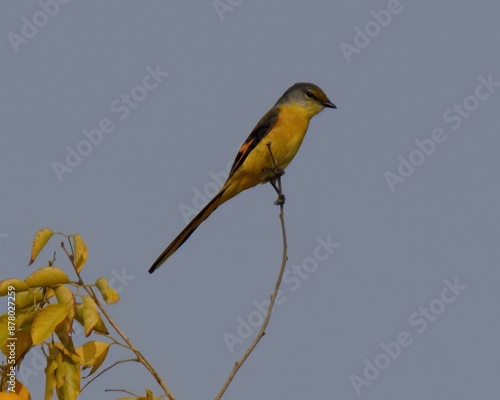 Long-tailed Minivet (Pericrocotus ethologus).

Colorful bird, bright red or orange plumage, long tail. Forests, woodlands. Feeds on insects, small invertebrates. photo