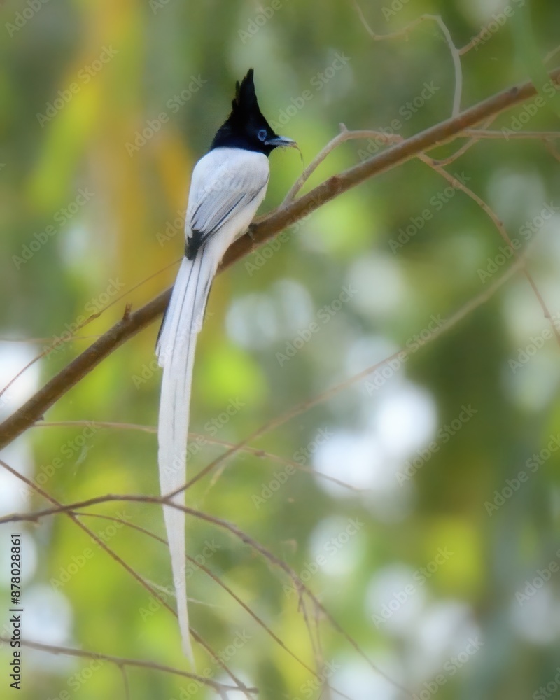 Obraz premium Indian Paradise Flycatcher (Terpsiphone paradisi).Dazzling summer visitor where I live! Males boast extra-long tails for displays. Agile hunter, snatches insects mid-air in wooded areas.