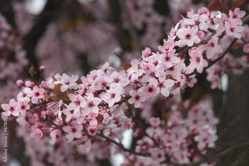 A blossoming branch of an ornamental plum tree with pink flowers A blossoming branch of an ornamental plum tree with pink flowers