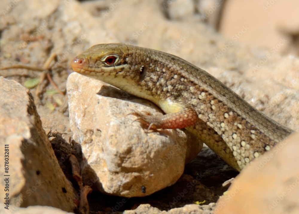 Naklejka premium A Snake-eyed Lizard or Skink.Exact species unknown. One of following:Snake-eyed Lizard (Ophisops elegans) or Jerdon's cabrita (Ophisops jerdonii) or Asian Snake-eyed Skink (Ablepharus pannonicus).