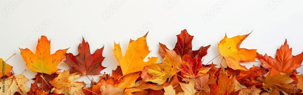 Autumn Splendor in Maple Leaves on White Autumn Splendor in Maple Leaves on White
