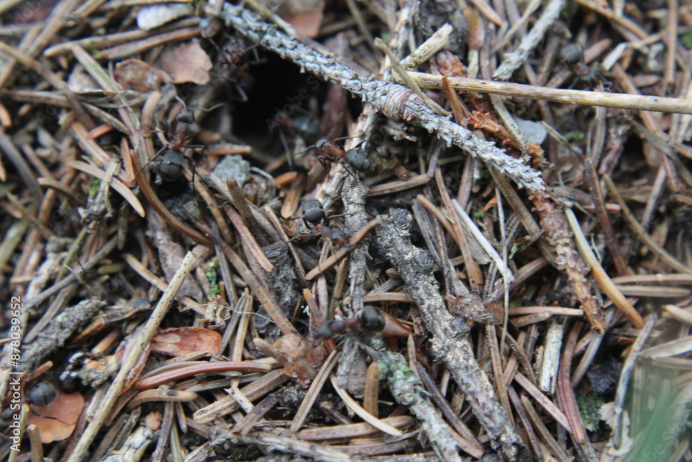 ants on the grass ants on the grass