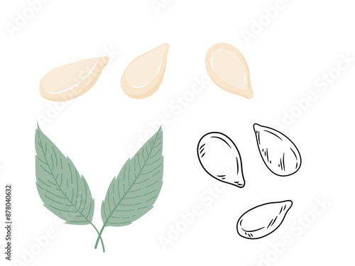 Set of sesame seeds with leaves isolated in outline drawing and flat vector.	
 photo