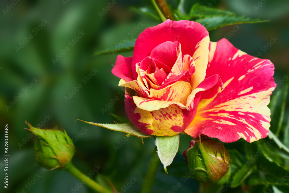 Vibrant pink yellow striped rose Candy Land with buds on green blurred background. Vibrant pink yellow striped rose Candy Land with buds on green blurred background.