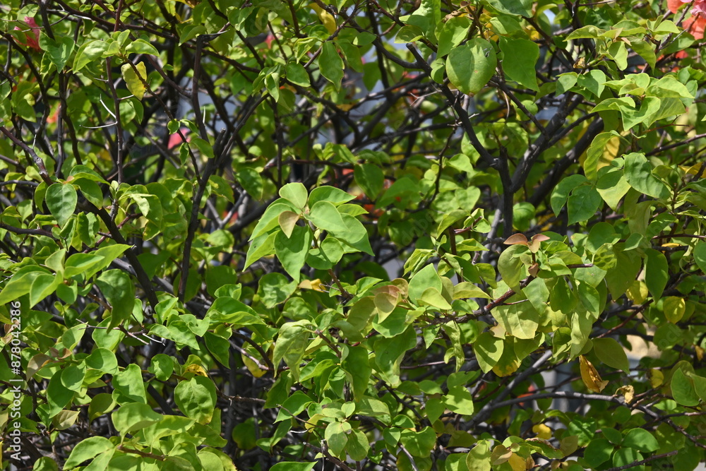 Fototapeta premium close up of plant bush leaves