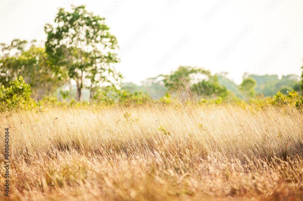 Savanna grassland on Phra Thong Island Savanna grassland on Phra Thong Island