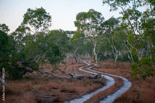 Savanna grassland on Phra Thong Island photo