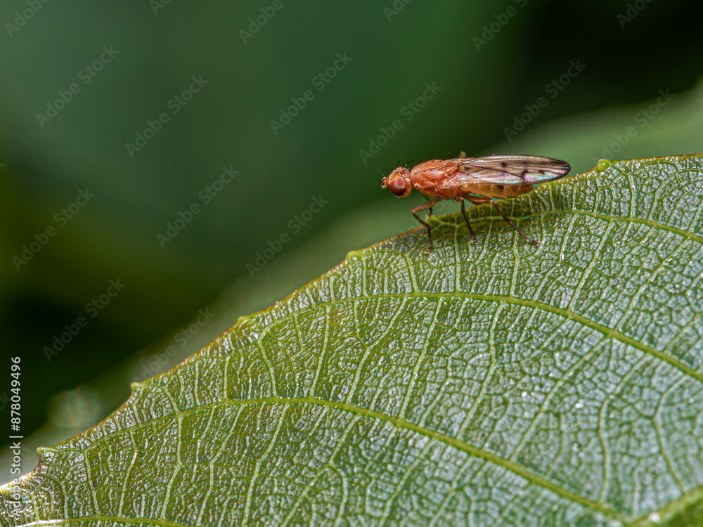 close up of a caterpillar