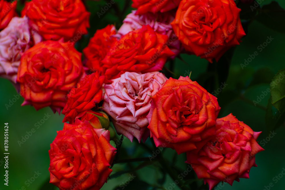 Obraz premium red and yellow roses