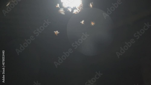 Honey bee insects on artificial light in night in slow motion, dark black background photo