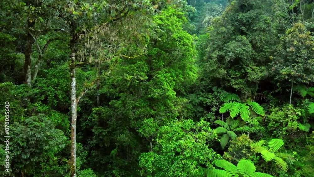Drone shot of fresh tropical forest trees Drone shot of fresh tropical forest trees