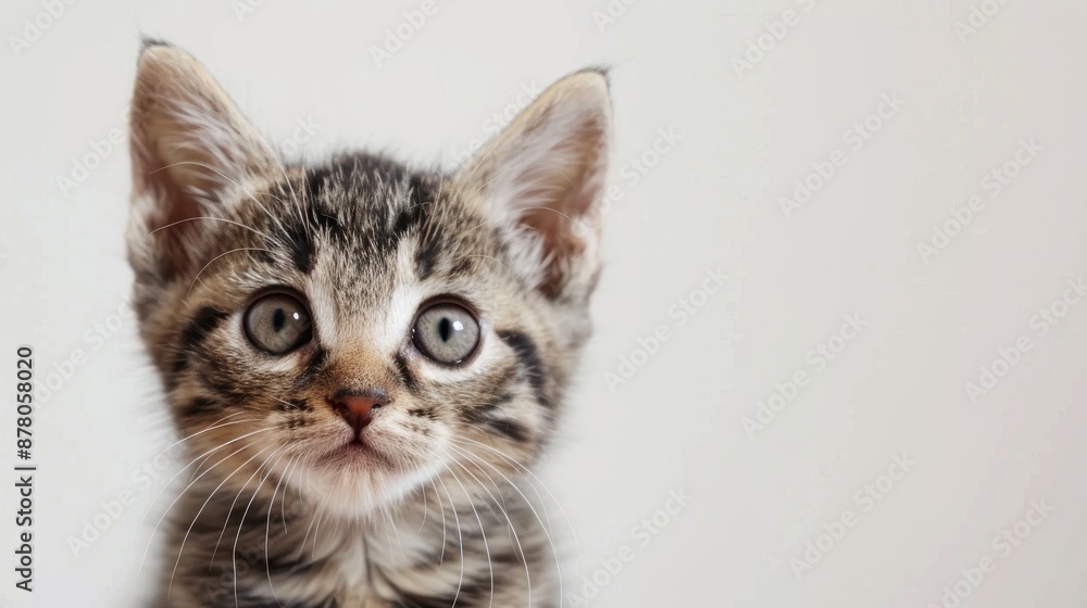 Obraz premium Close up portrait of an adorable pet kitten white background