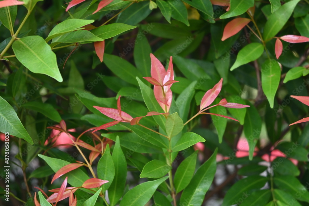 Obraz premium close up of plant bush leaves