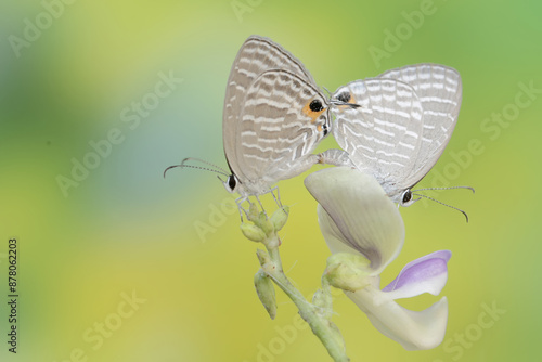 A pair of common cerulean butterflies mating on a wildflower plant. This beautiful insect has the scientific name Jamides celeno. photo