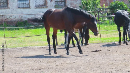 A Brown Horse Walks In A Dirt Arena With Two Black Horses