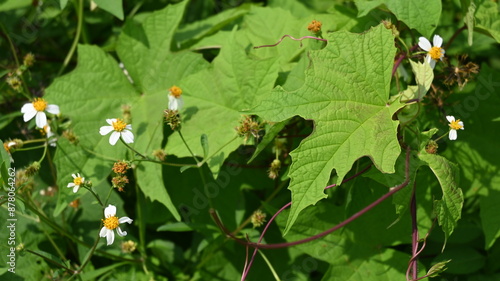 portrait of yellow flower with white petals