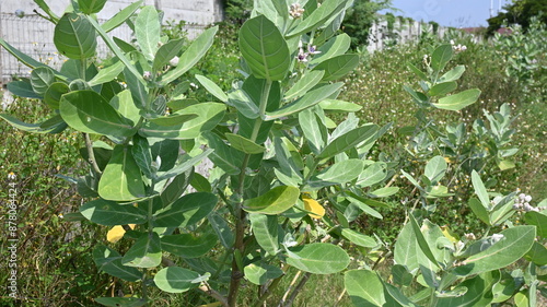 portrait of plant leaves