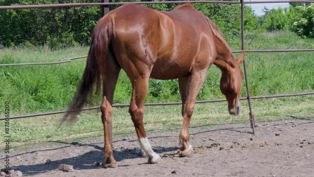 A Chestnut Horse Stands By A Fence On A Sunny Day A Chestnut Horse Stands By A Fence On A Sunny Day