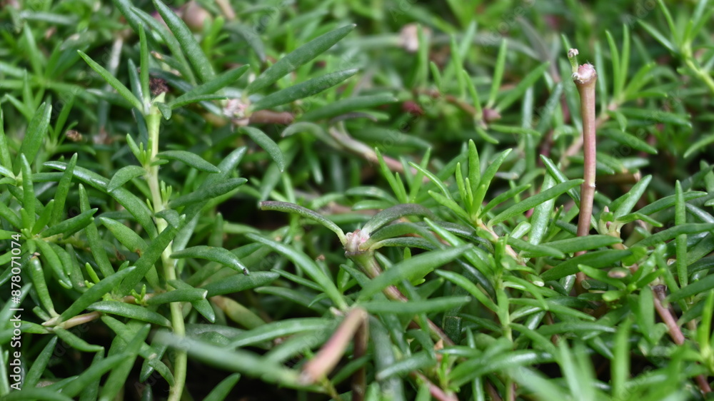 Close Up of grass