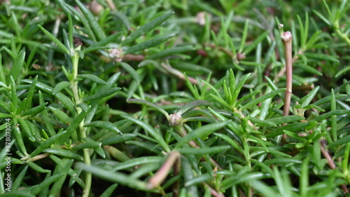 Close Up of grass