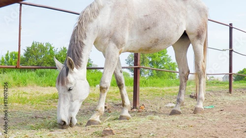 A Gentle White Horse Grazes on a Summer Day in a Rural Field