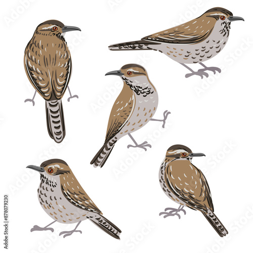 vector drawing bird, cactus wren, hand drawn Campylorhynchus brunneicapillus , isolated nature design element photo