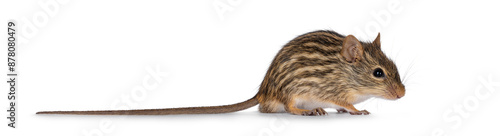 Striped grass mouse standing side ways. Looking away from camera. Copy space. Isolated on a white background. photo