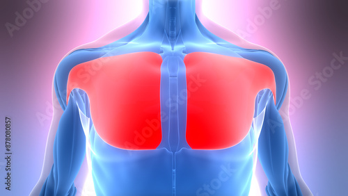 Cuadro en lienzo Human Muscular System Torso Muscles Pectoral Muscles Anatomy