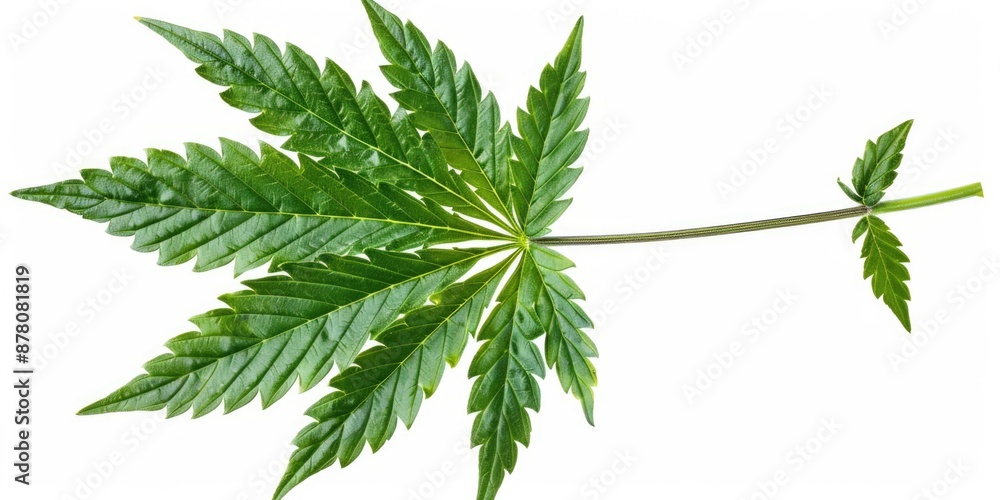 Cannabis Leaf. Isolated on White Background, Top View. Closeup Design Template for Floral Pattern Cannabis Leaf. Isolated on White Background, Top View. Closeup Design Template for Floral Pattern