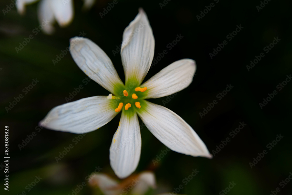 Fototapeta premium White flower on a black background.