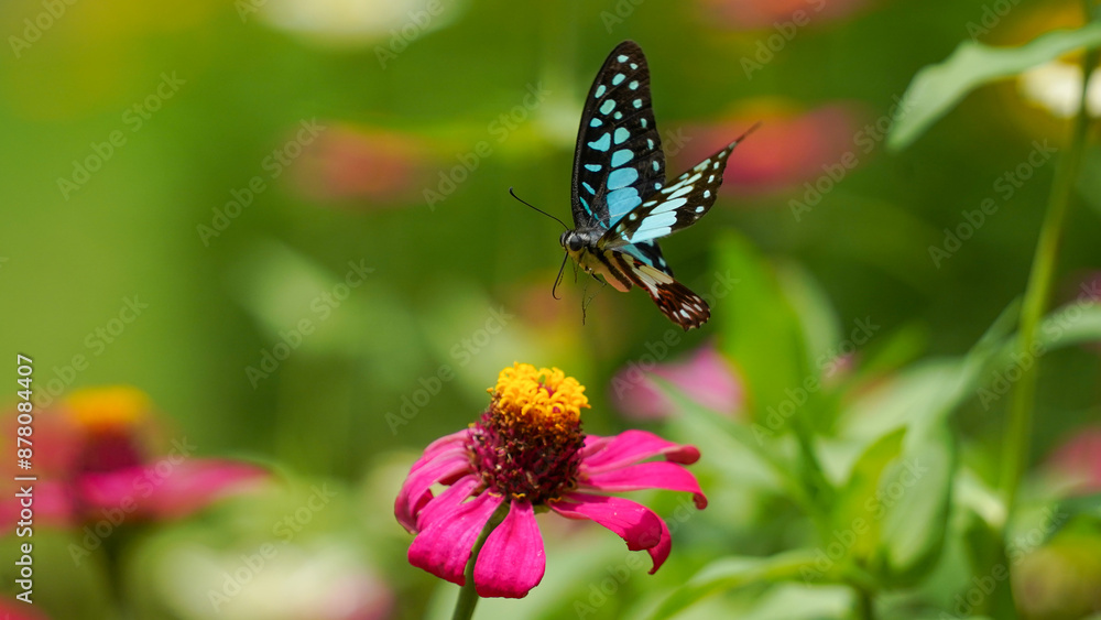 Fototapeta premium butterfly on flower