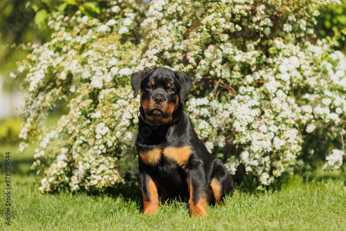 funny rottweiler puppy outdoors in summer