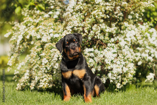 funny rottweiler puppy outdoors in summer